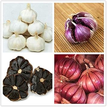 Black Garlic Seeds for Planting Multi-Colour - 100 pcs